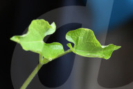Bean Plant Seedlings Being Grown For Preparation For Planting In Toronto