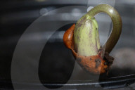 Bean Plant Seedlings Being Grown For Preparation For Planting In Toronto
