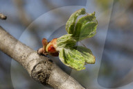 Budding Branches On A Horse Chestnut Tree During The Spring Season In Toronto