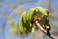 Budding Branches On A Horse Chestnut Tree During The Spring Season In Toronto