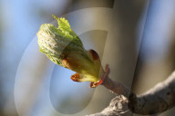Budding Branches On A Horse Chestnut Tree During The Spring Season In Toronto