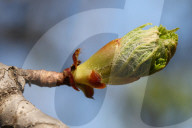 Budding Branches On A Horse Chestnut Tree During The Spring Season In Toronto