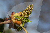 Budding Branches On A Horse Chestnut Tree During The Spring Season In Toronto