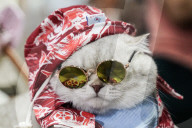 Pet Expo Thailand 2025.