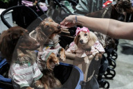 Pet Expo Thailand 2025.
