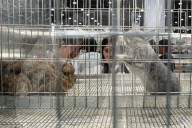 Pet Expo Thailand 2025.