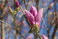 Flowers Begin To Open On A Magnolia Tree During The Spring Season In Toronto