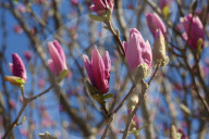 Flowers Begin To Open On A Magnolia Tree During The Spring Season In Toronto