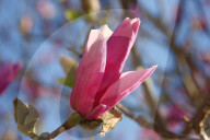 Flowers Begin To Open On A Magnolia Tree During The Spring Season In Toronto
