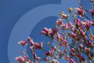 Flowers Begin To Open On A Magnolia Tree During The Spring Season In Toronto
