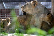 Newborn Barbary Lion Cubs At Safari Park In Czech Republic