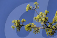 Leaves Begin To Develop As Maple Trees Flower And Bud During The Spring Season