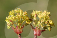 Leaves Begin To Develop As Maple Trees Flower And Bud During The Spring Season