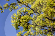 Leaves Begin To Develop As Maple Trees Flower And Bud During The Spring Season