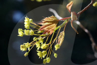 Leaves Begin To Develop As Maple Trees Flower And Bud During The Spring Season