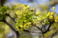 Leaves Begin To Develop As Maple Trees Flower And Bud During The Spring Season