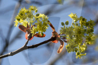 Leaves Begin To Develop As Maple Trees Flower And Bud During The Spring Season