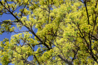 Leaves Begin To Develop As Maple Trees Flower And Bud During The Spring Season