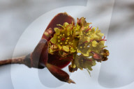 Leaves Begin To Develop As Maple Trees Flower And Bud During The Spring Season