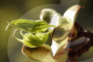 Leaves Begin To Develop As Maple Trees Flower And Bud During The Spring Season