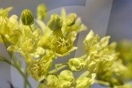 Leaves Begin To Develop As Maple Trees Flower And Bud During The Spring Season