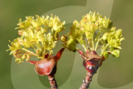 Leaves Begin To Develop As Maple Trees Flower And Bud During The Spring Season