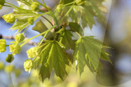 Leaves Begin To Develop As Maple Trees Flower And Bud During The Spring Season