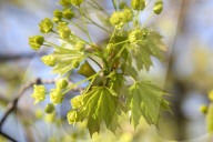 Leaves Begin To Develop As Maple Trees Flower And Bud During The Spring Season