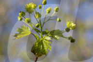 Leaves Begin To Develop As Maple Trees Flower And Bud During The Spring Season