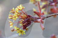 Leaves Begin To Develop As Maple Trees Flower And Bud During The Spring Season