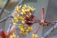 Leaves Begin To Develop As Maple Trees Flower And Bud During The Spring Season