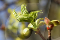 Leaves Begin To Develop As Maple Trees Flower And Bud During The Spring Season