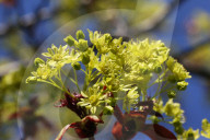 Leaves Begin To Develop As Maple Trees Flower And Bud During The Spring Season