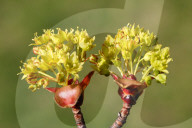 Leaves Begin To Develop As Maple Trees Flower And Bud During The Spring Season