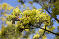 Leaves Begin To Develop As Maple Trees Flower And Bud During The Spring Season