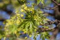 Leaves Begin To Develop As Maple Trees Flower And Bud During The Spring Season