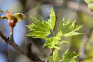 Leaves Begin To Develop As Maple Trees Flower And Bud During The Spring Season