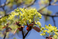 Leaves Begin To Develop As Maple Trees Flower And Bud During The Spring Season