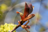 Leaves Begin To Develop As Maple Trees Flower And Bud During The Spring Season