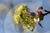 Leaves Begin To Develop As Maple Trees Flower And Bud During The Spring Season