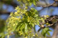 Leaves Begin To Develop As Maple Trees Flower And Bud During The Spring Season