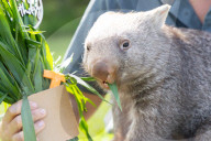 Happy Birthday: Wombat Bucky feiert im Australian Reptile Park seinen ersten Geburtstag