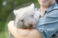 Happy Birthday: Wombat Bucky feiert im Australian Reptile Park seinen ersten Geburtstag