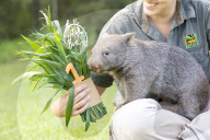 Happy Birthday: Wombat Bucky feiert im Australian Reptile Park seinen ersten Geburtstag