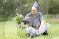 Happy Birthday: Wombat Bucky feiert im Australian Reptile Park seinen ersten Geburtstag