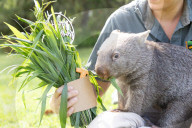 Happy Birthday: Wombat Bucky feiert im Australian Reptile Park seinen ersten Geburtstag