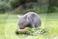 Happy Birthday: Wombat Bucky feiert im Australian Reptile Park seinen ersten Geburtstag