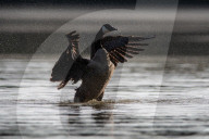 Wildlife At The Oxbow Nature Conservancy