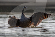 Wildlife At The Oxbow Nature Conservancy