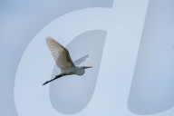Wildlife At The Oxbow Nature Conservancy